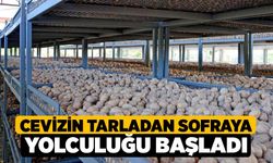 Cevizin tarladan sofraya yolculuğu başladı