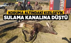 Koruma Altındaki Kızılgeyik Sulama Kanalına Düştü