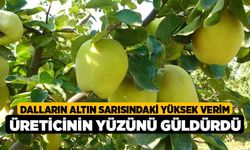 Dalların altın sarısındaki yüksek verim üreticinin yüzünü güldürdü