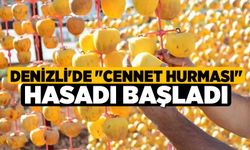 Denizli'de "cennet hurması" hasadı başladı