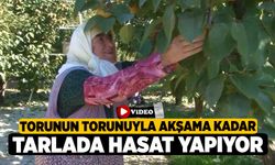 Torunun torunuyla akşama kadar tarlada hasat yapıyor