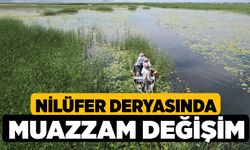 Nilüfer deryasında muazzam değişim