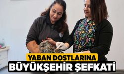 Yaban dostlarına Büyükşehir şefkati