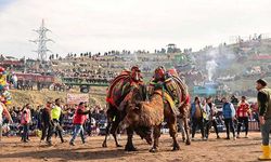 Sarayköy'de deve güreşi festivali yapıldı
