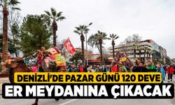 Denizli'de Pazar günü 120 deve er meydanına çıkacak