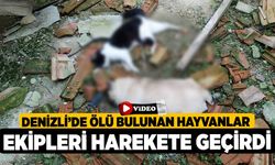 Denizli’de ölü bulunan hayvanlar ekipleri harekete geçirdi