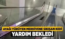 Ayağı yürüyen merdivene sıkışan kedi yardım bekledi