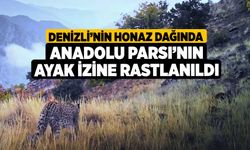 Denizli’nin Honaz Dağında Anadolu Parsı’nın ayak izine rastlanıldı