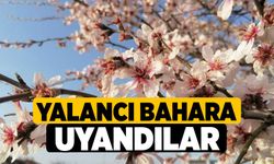 Yalancı Bahara Uyandılar