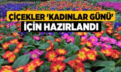 Çiçekler 'Kadınlar Günü' için hazırlandı