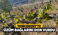 Yenicekent’te üzüm bağlarını don vurdu 