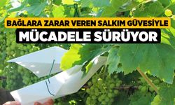 Bağlara zarar veren salkım güvesiyle mücadele sürüyor