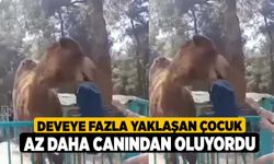 Deveye fazla yaklaşan çocuk az daha canından oluyordu