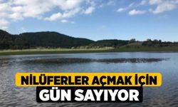 Nilüferler açmak için gün sayıyor