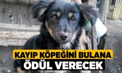 Kayıp köpeğini bulana ödül verecek