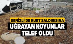 Denizli'de Kurt Saldırısına Uğrayan Koyunlar Telef Oldu