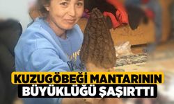 Kuzugöbeği Mantarının büyüklüğü şaşırttı