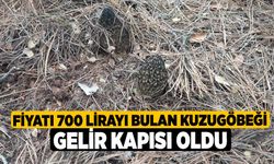 Fiyatı 700 lirayı bulan kuzugöbeği gelir kapısı oldu