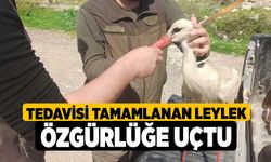 Tedavisi tamamlanan leylek özgürlüğe uçtu