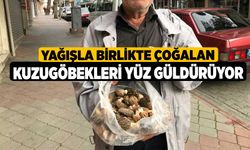 Yağışla birlikte çoğalan kuzugöbekleri yüz güldürüyor