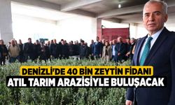 Denizli'de 40 bin zeytin fidanı atıl tarım arazisiyle buluşacak 