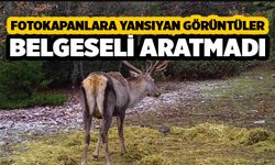 Fotokapanlara Yansıyan Görüntüler Belgeseli Aratmadı