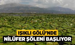 Işıklı Gölü'nde nilüfer şöleni başlıyor