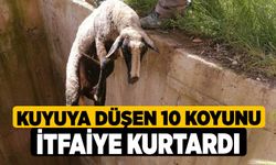 Kuyuya düşen 10 koyunu itfaiye kurtardı