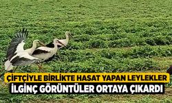 Çiftçiyle birlikte hasat yapan leylekler ilginç görüntüler ortaya çıkardı