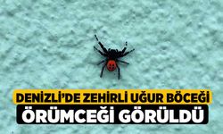 Denizli’de zehirli uğur böceği örümceği görüldü