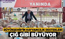 Büyükşehir’in hayvancılık destekleri çığ gibi büyüyor