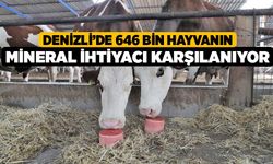 Denizli’de 646 bin hayvanın mineral ihtiyacı karşılanıyor