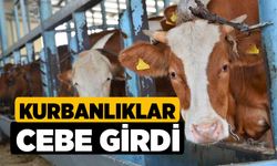 Kurbanlıklar cebe girdi