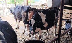 Süt üreticileri artan maliyetler karşısında yem desteği talep etti