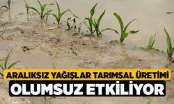 Aralıksız yağışlar tarımsal üretimi olumsuz etkiliyor