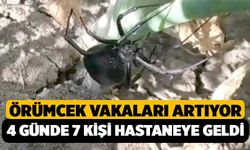 Örümcek Isırmasından 3 Kişi Daha Hastaneye Kaldırıldı