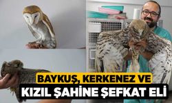 Baykuş, kerkenez ve kızıl şahine şefkat eli 