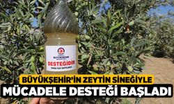 Büyükşehir’in zeytin sineğiyle mücadele desteği başladı 