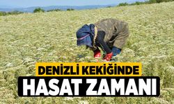 Denizli Kekiğinde hasat zamanı