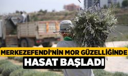 Merkezefendi’nin Mor Güzelliğinde Hasat Başladı