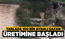 Tarlada 100 bin aynalı sazan üretimine başladı