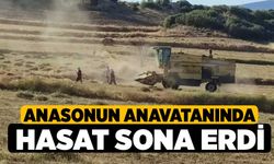 Anasonun anavatanında hasat sona erdi