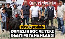 Büyükşehirin damızlık koç ve teke dağıtımı tamamlandı