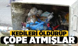 Denizli'de Kediler Öldürülüp Çöpe Atılmış