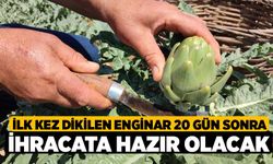 İlk kez dikilen enginar 20 gün sonra ihracata hazır olacak