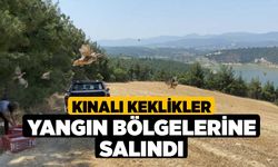 Kınalı keklikler yangın bölgelerine salındı