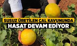 Susuz üretilen Çal kavununda hasat devam ediyor