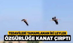 Tedavileri tamamlanan iki leylek özgürlüğe kanat çırptı