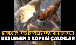 Tel örgüleri kesip yıllardır okulda beslenen 2 köpeği çaldılar