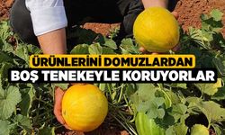 Ürünlerini domuzlardan boş tenekeyle koruyorlar